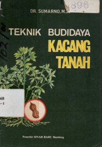 Teknik Budidaya Kacang Tanah